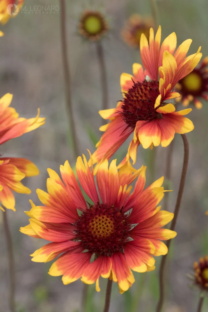 red yellow flower wm.jpg