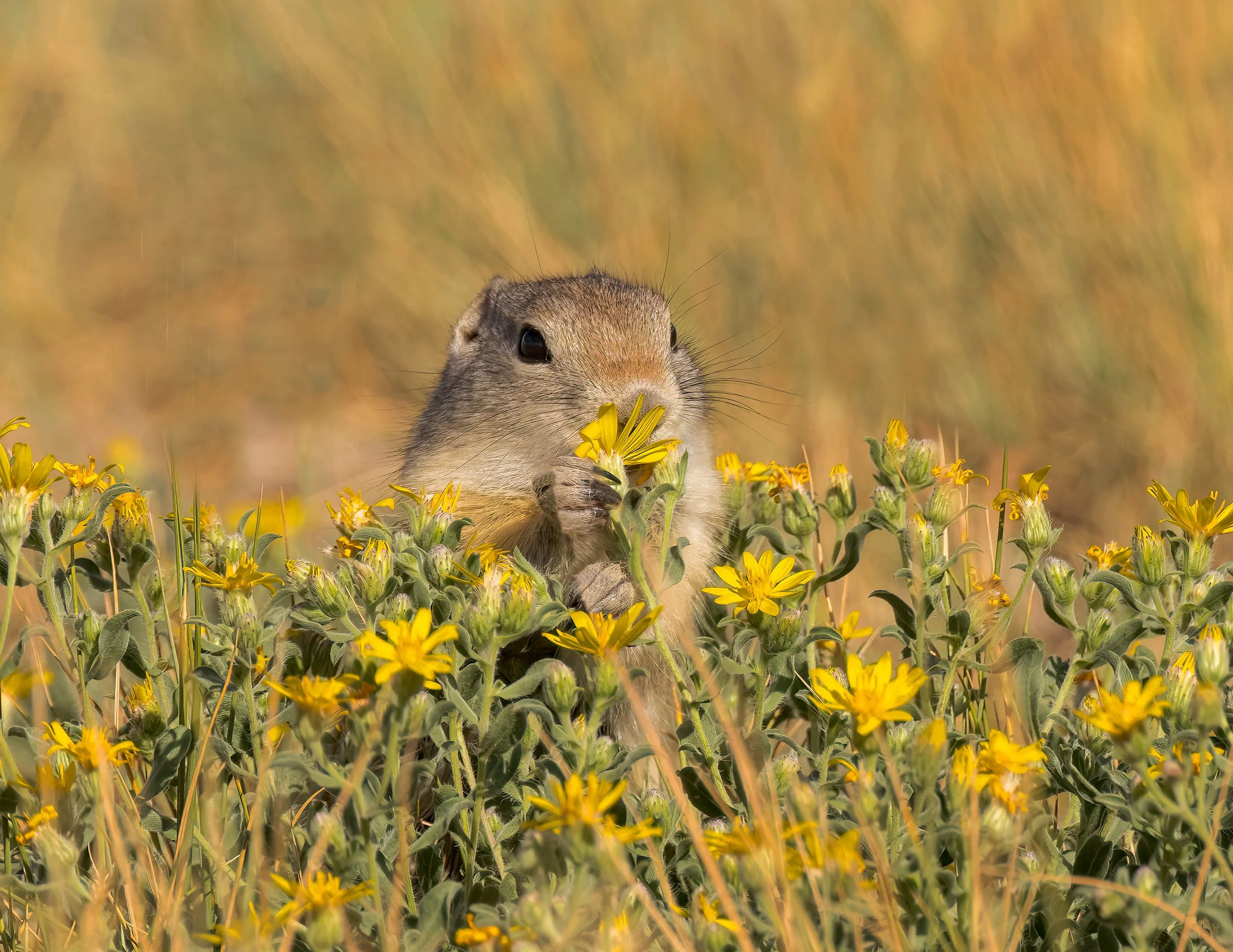 Ground squirrel_5__5406-dng_DxO_PRIME.jpg