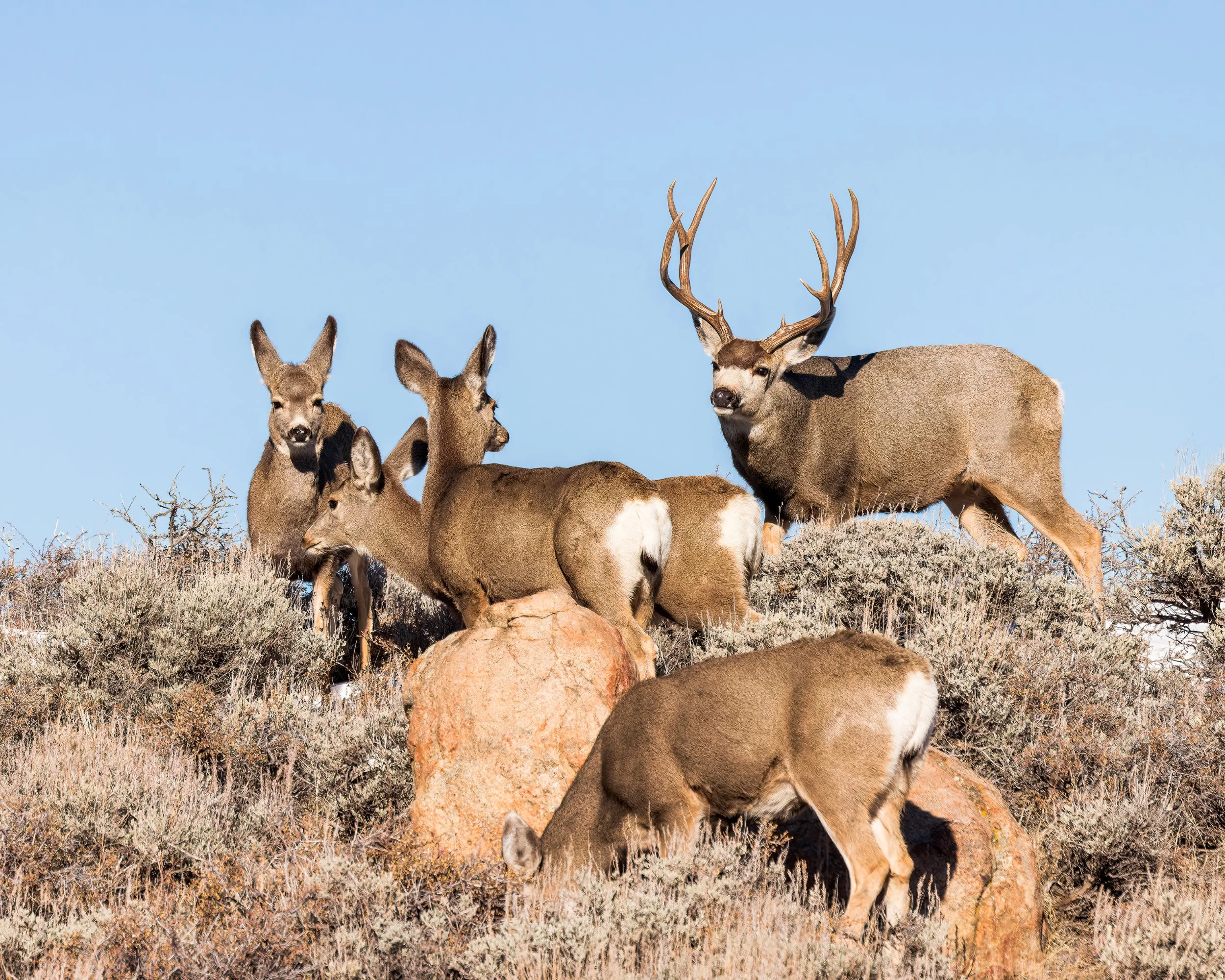 Mule deer rut 221125_110834_001-dng_DxO_DeepPRIME.jpg