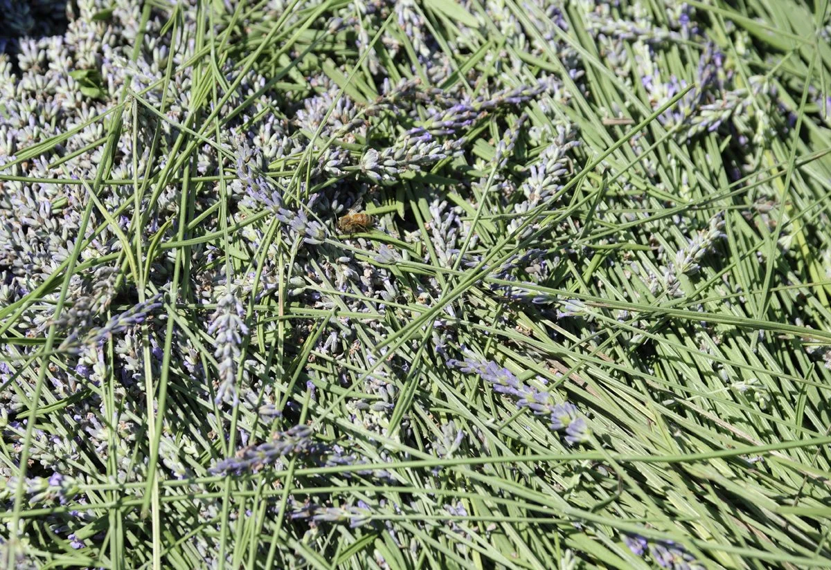 2025_LavenderFestival 4 (1).jpg
