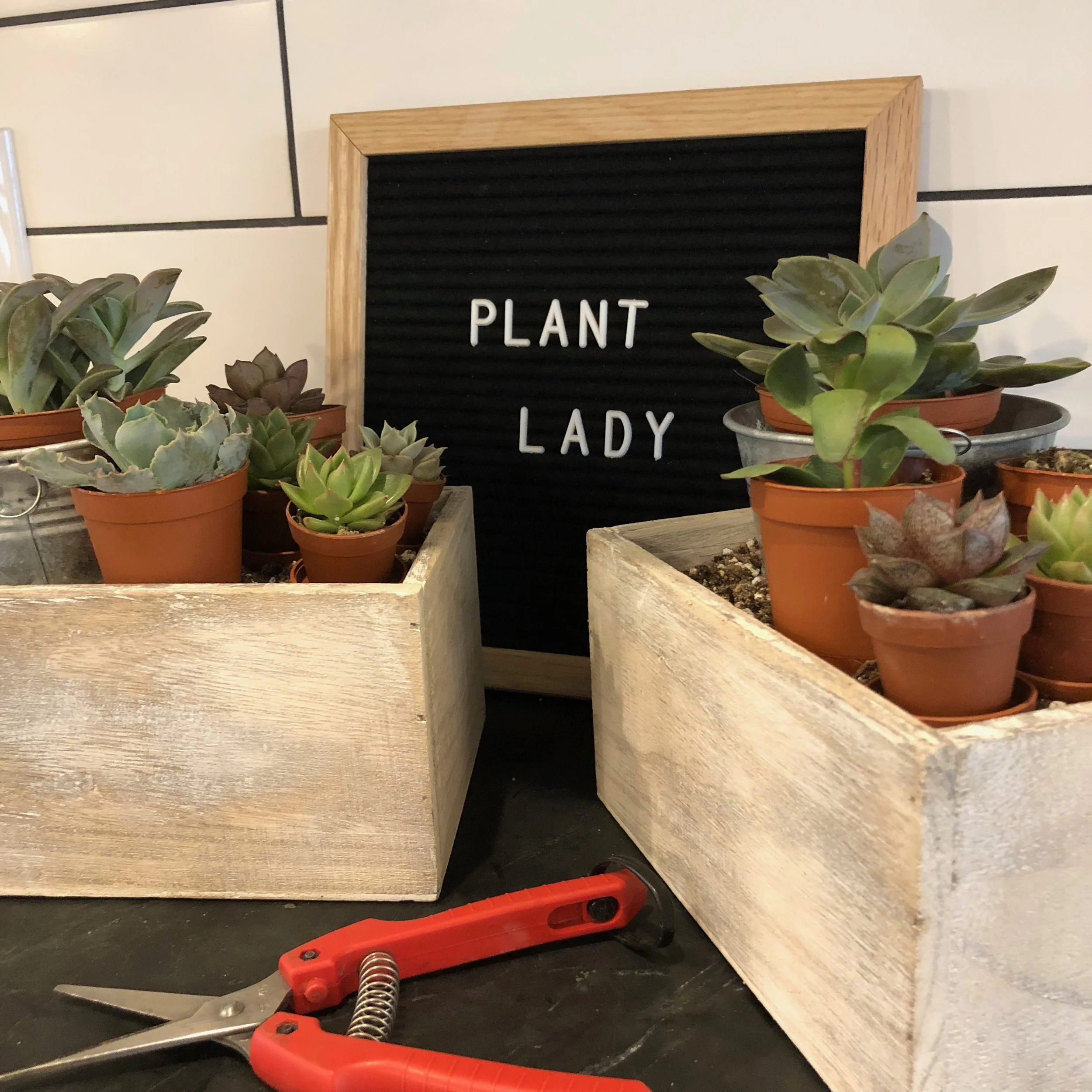 SucculentWorkshop1.jpg