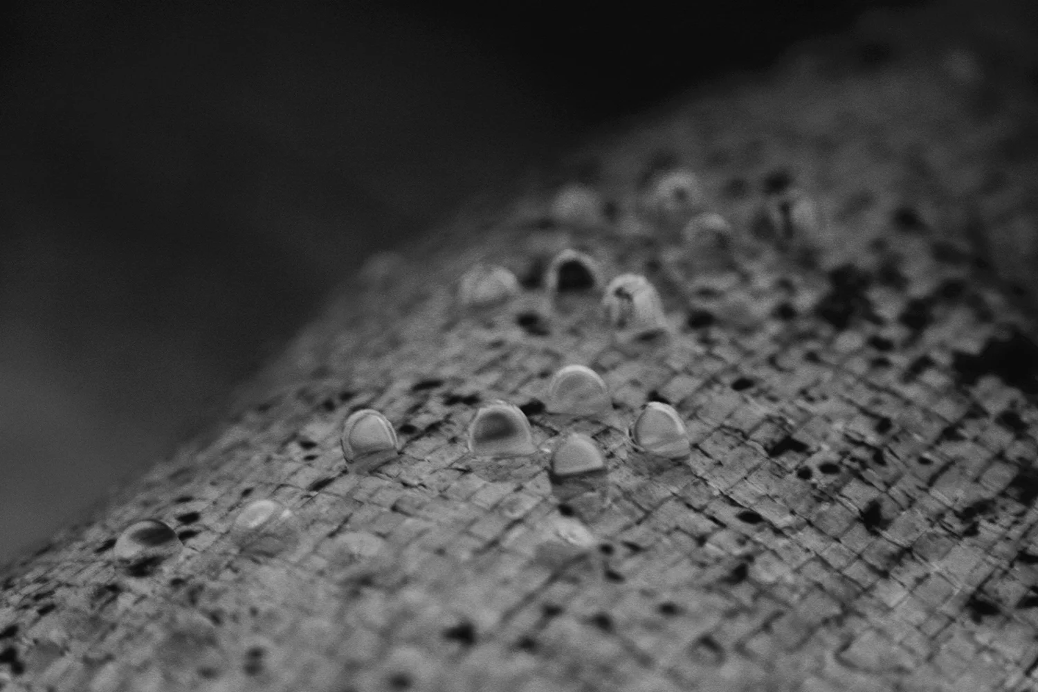 Tarp