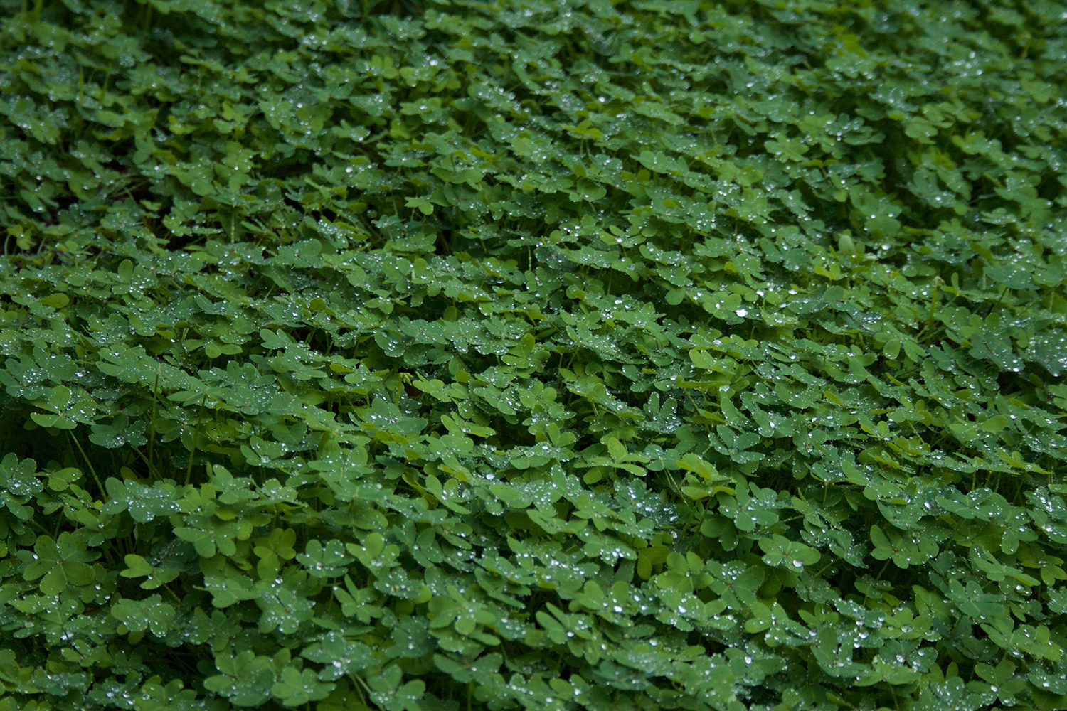 Berkeley Clover