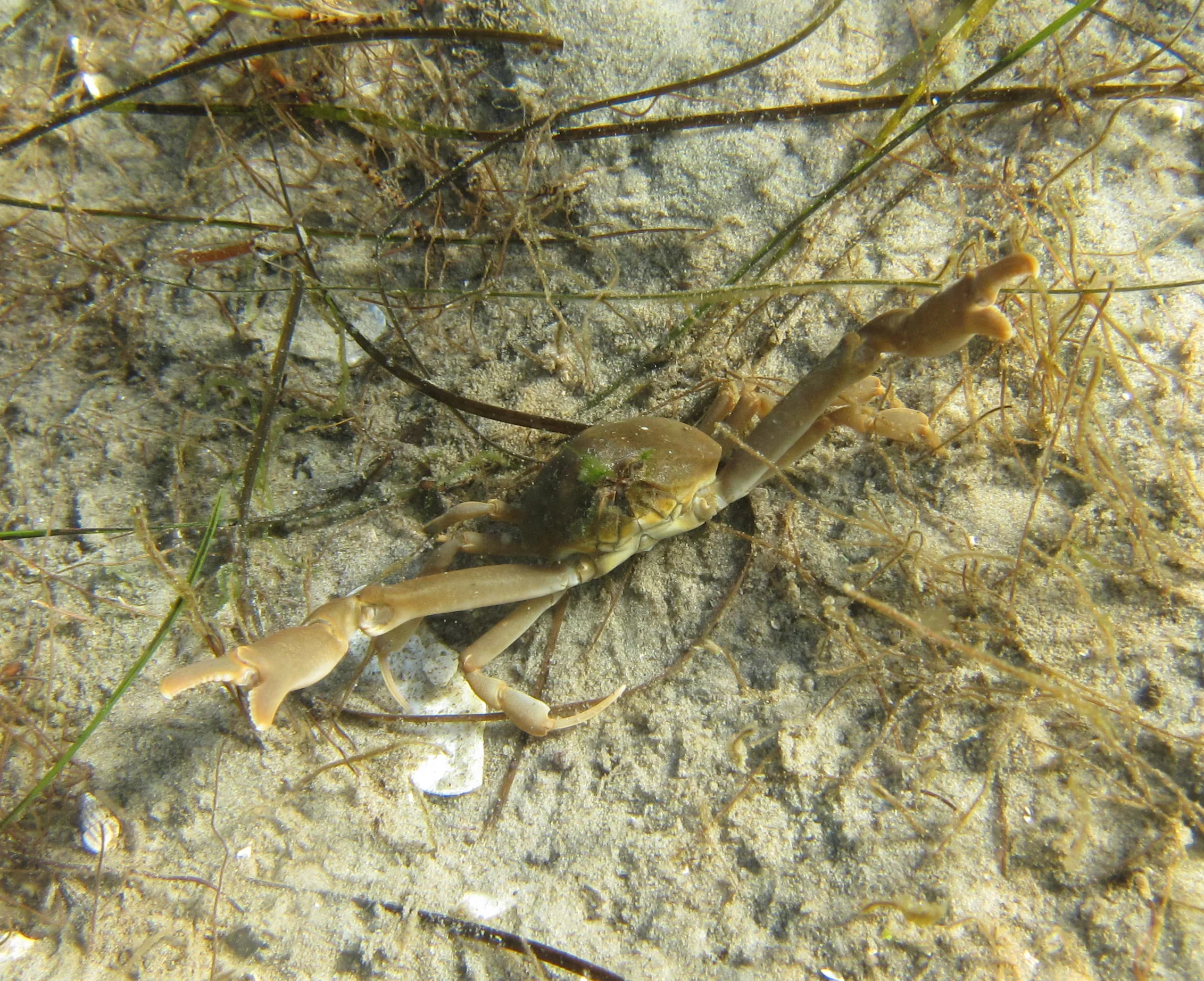 Pebble crab.jpg