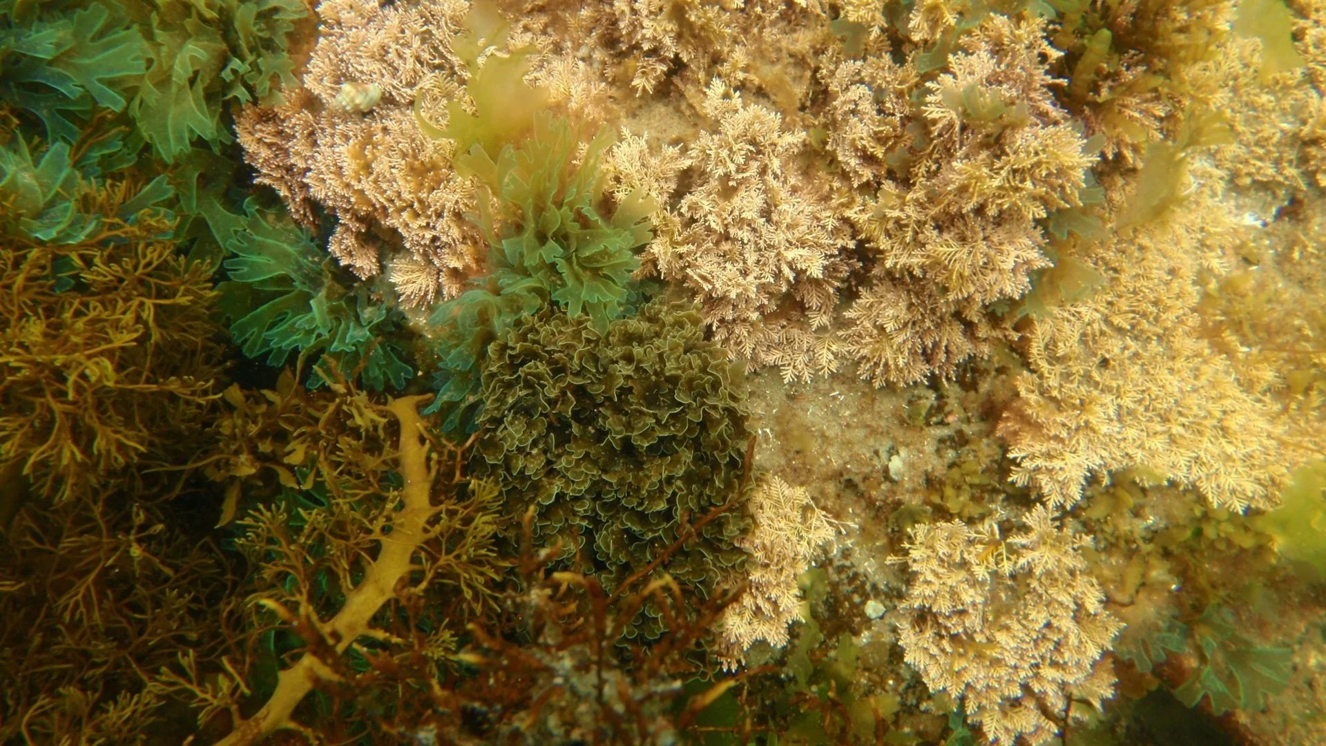 Mixed algae Jawbone 8 Jan 2011 SW.jpg