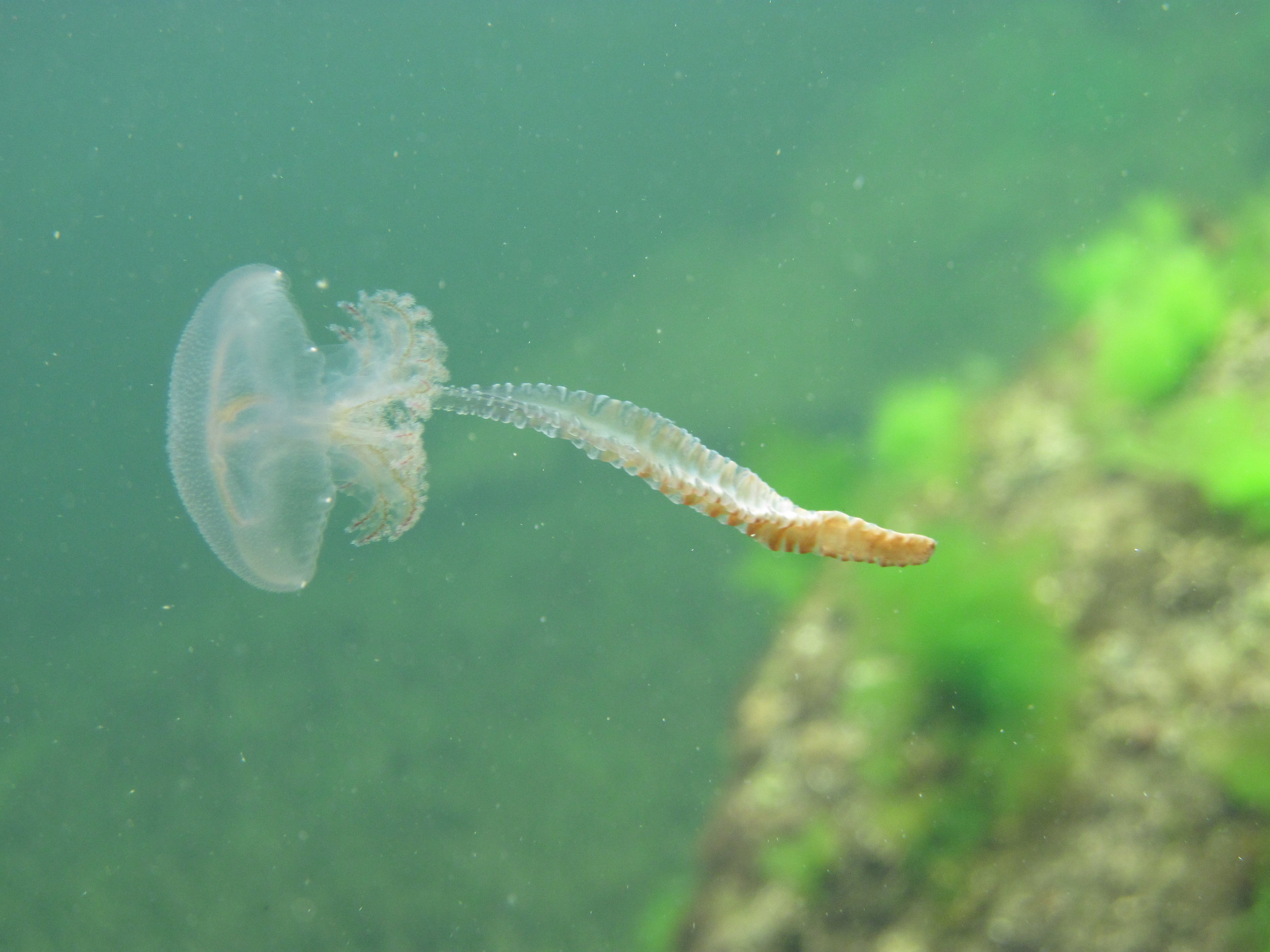 Jawbone Marine Sanctuary 4 Feb 2011 064.jpg
