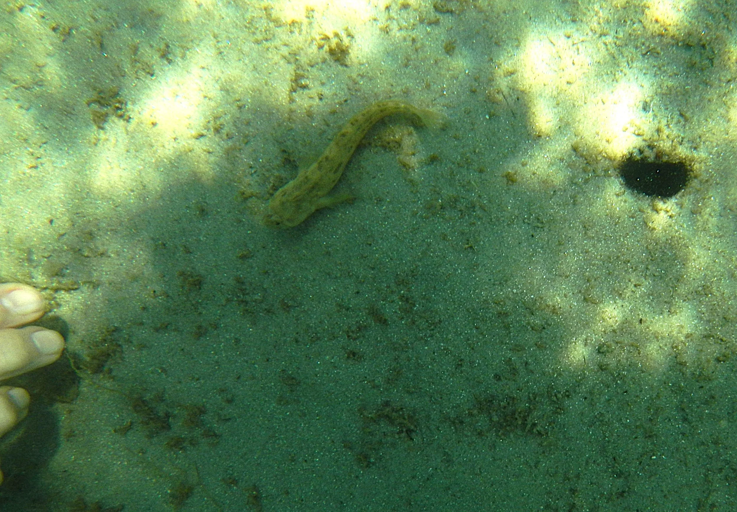 fish in hole 4.JPG