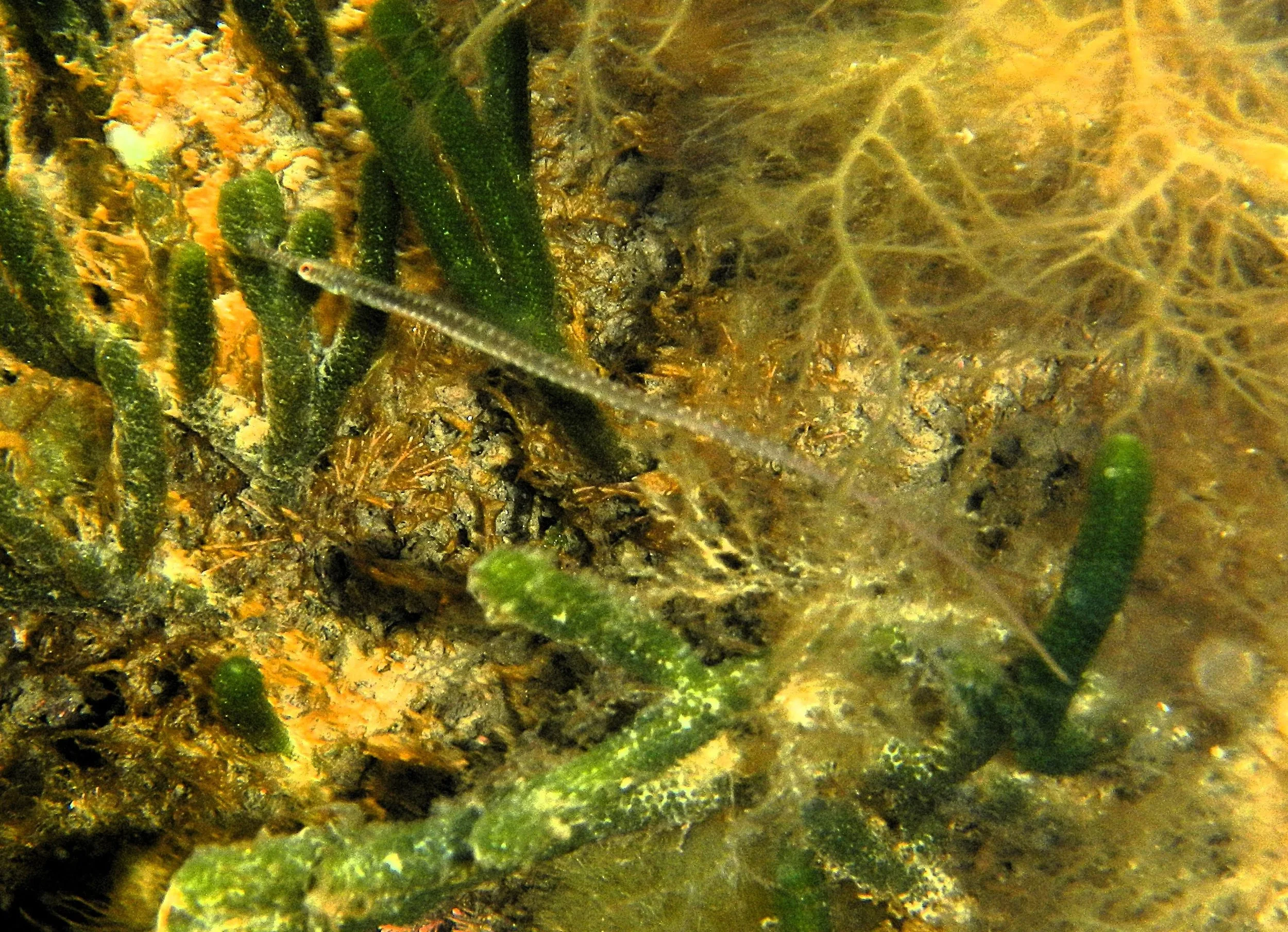 pipe fish 2.JPG
