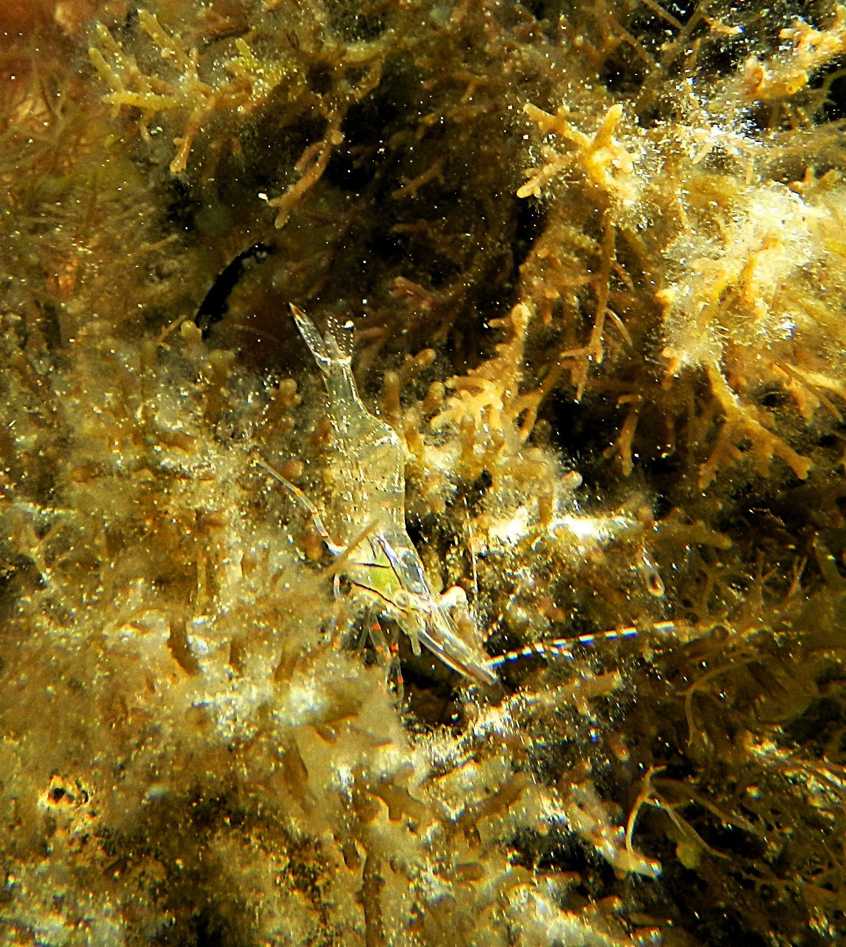 shrimp.JPG