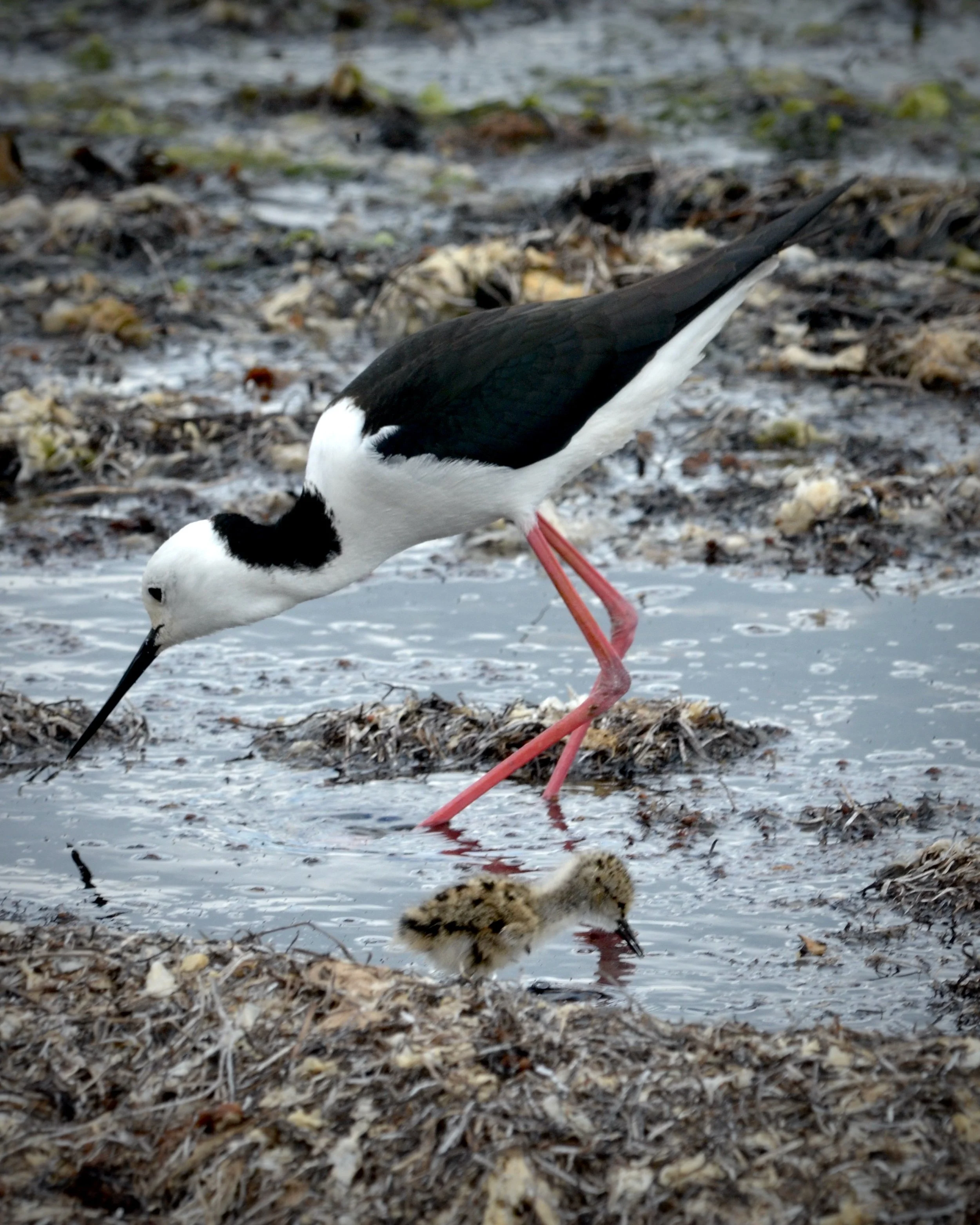 DSC_1055.JPG