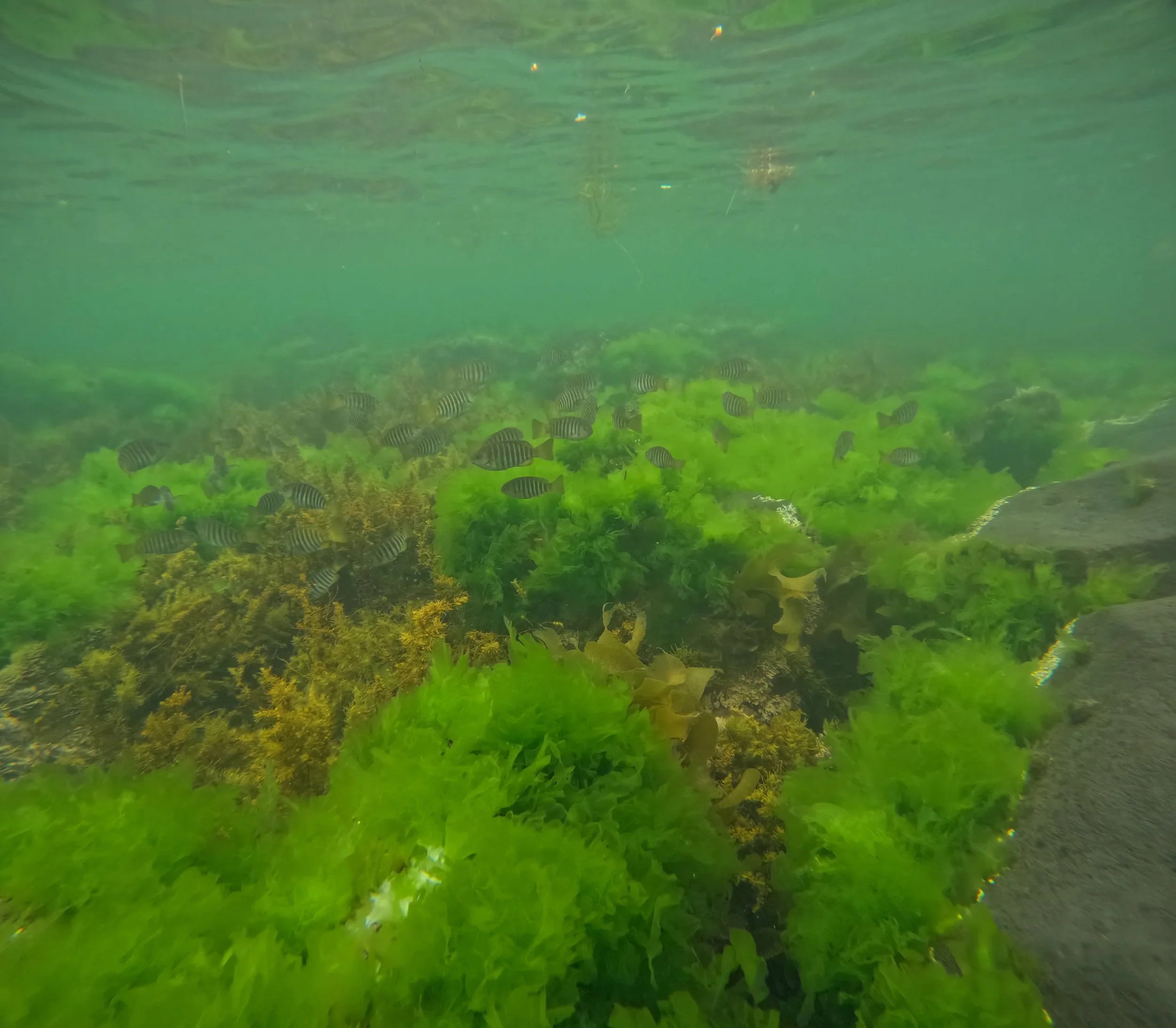 2025-12-05 Jawbone Fish count - Zebrafish school