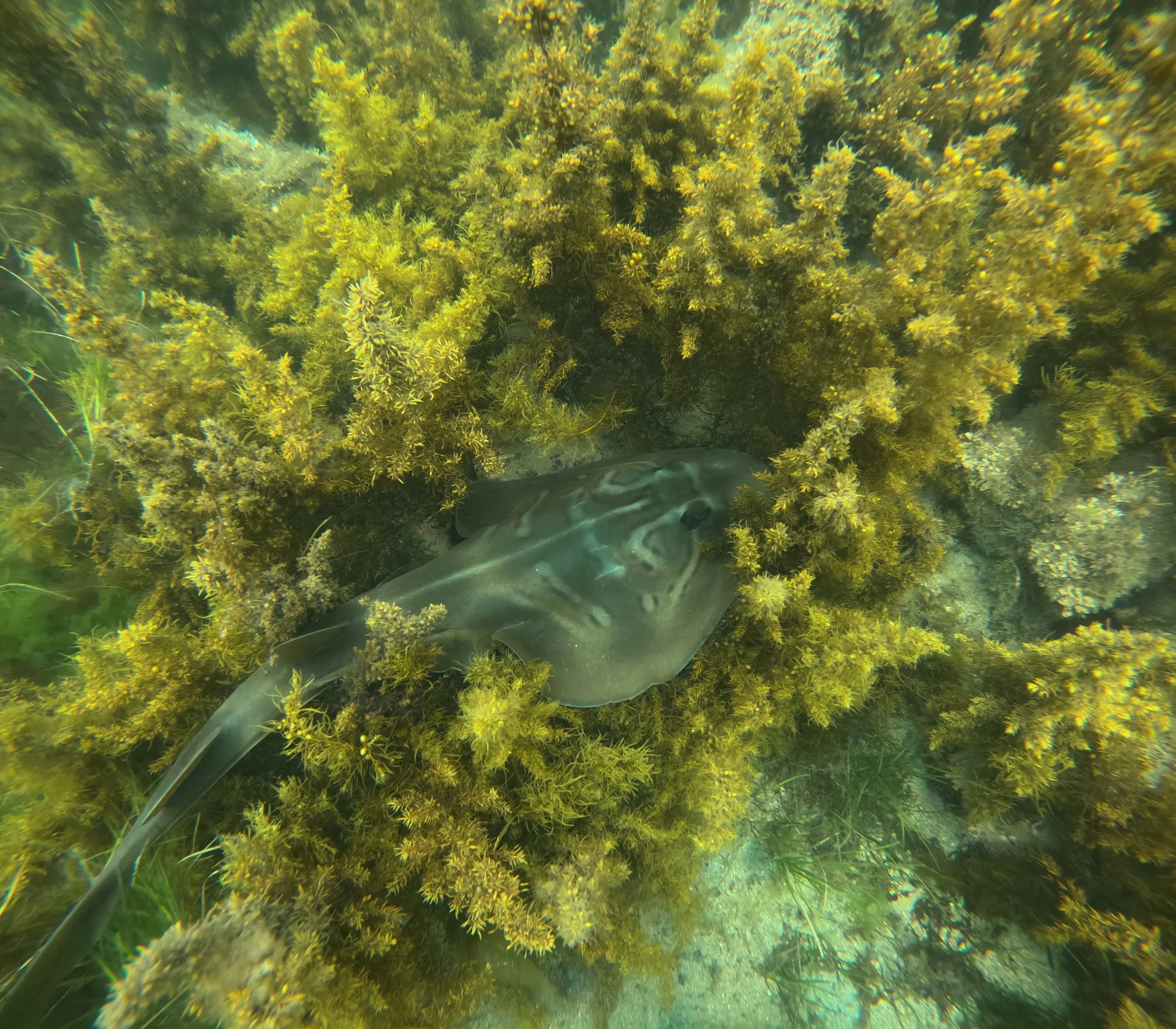 2025-12-05 Jawbone Fish count - Banjo shark