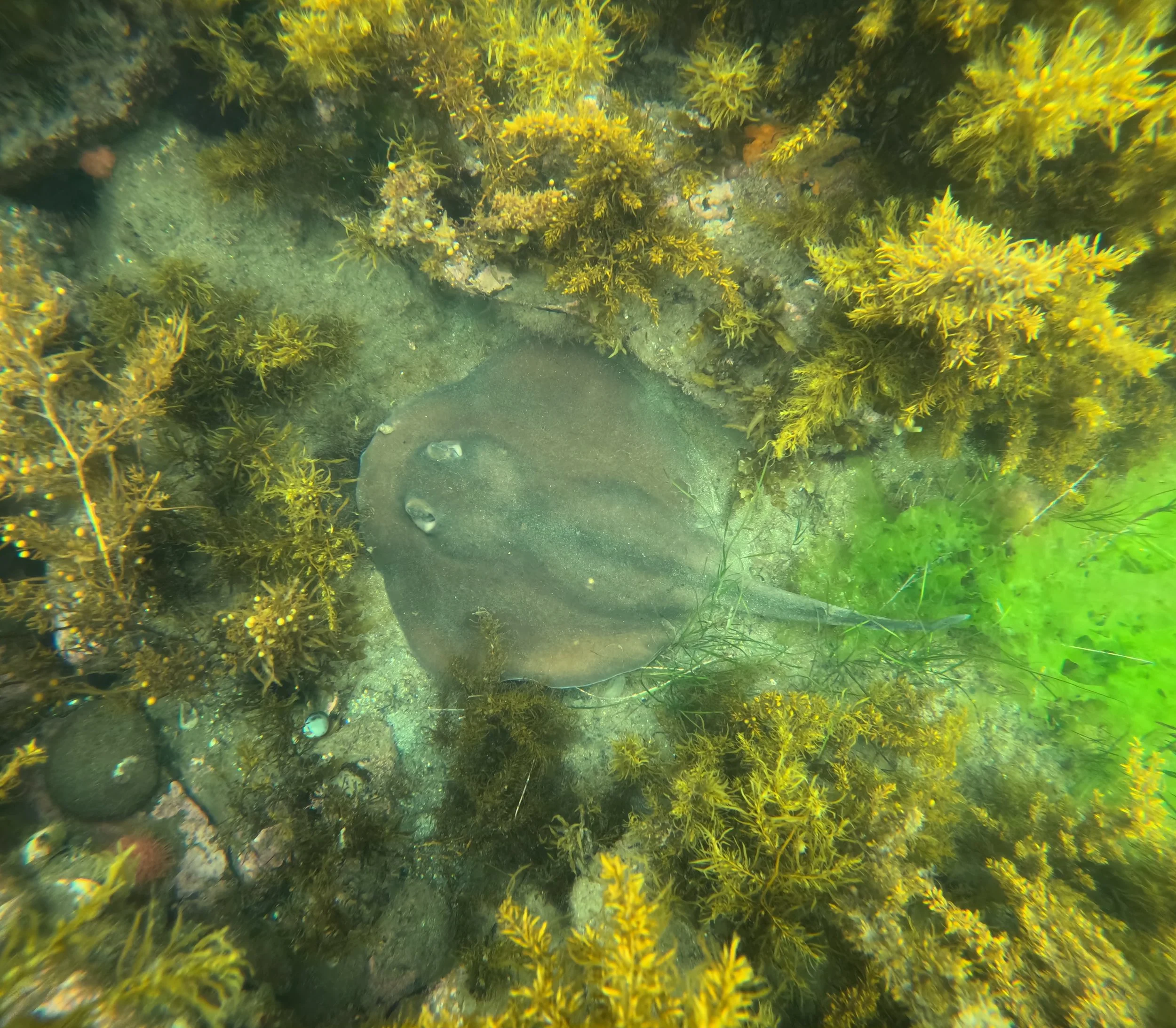 2025-12-06 Jawbone Fish Count - Shovelnosed stingaree