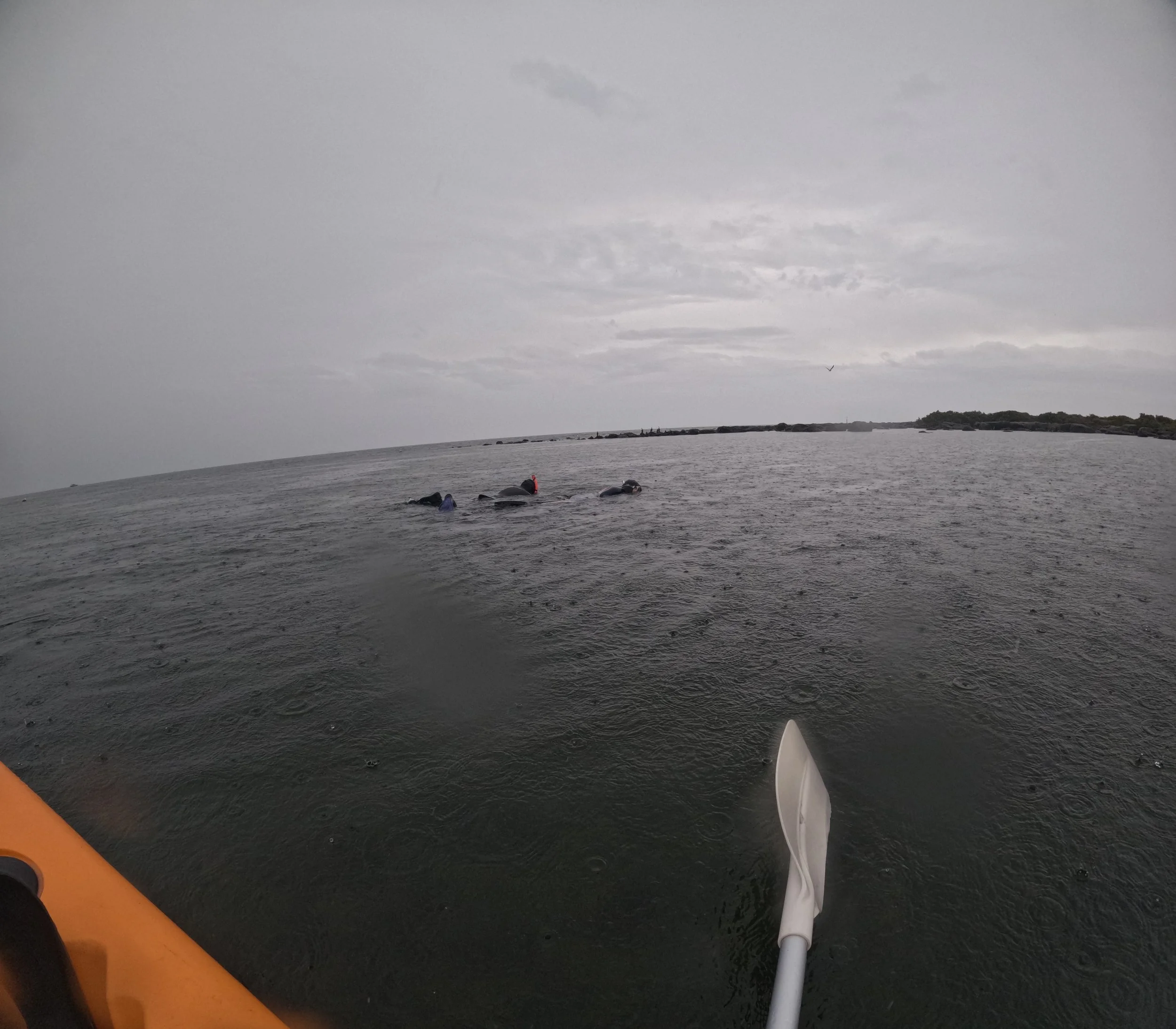2025-12-05 Jawbone Fish count - Out to sea