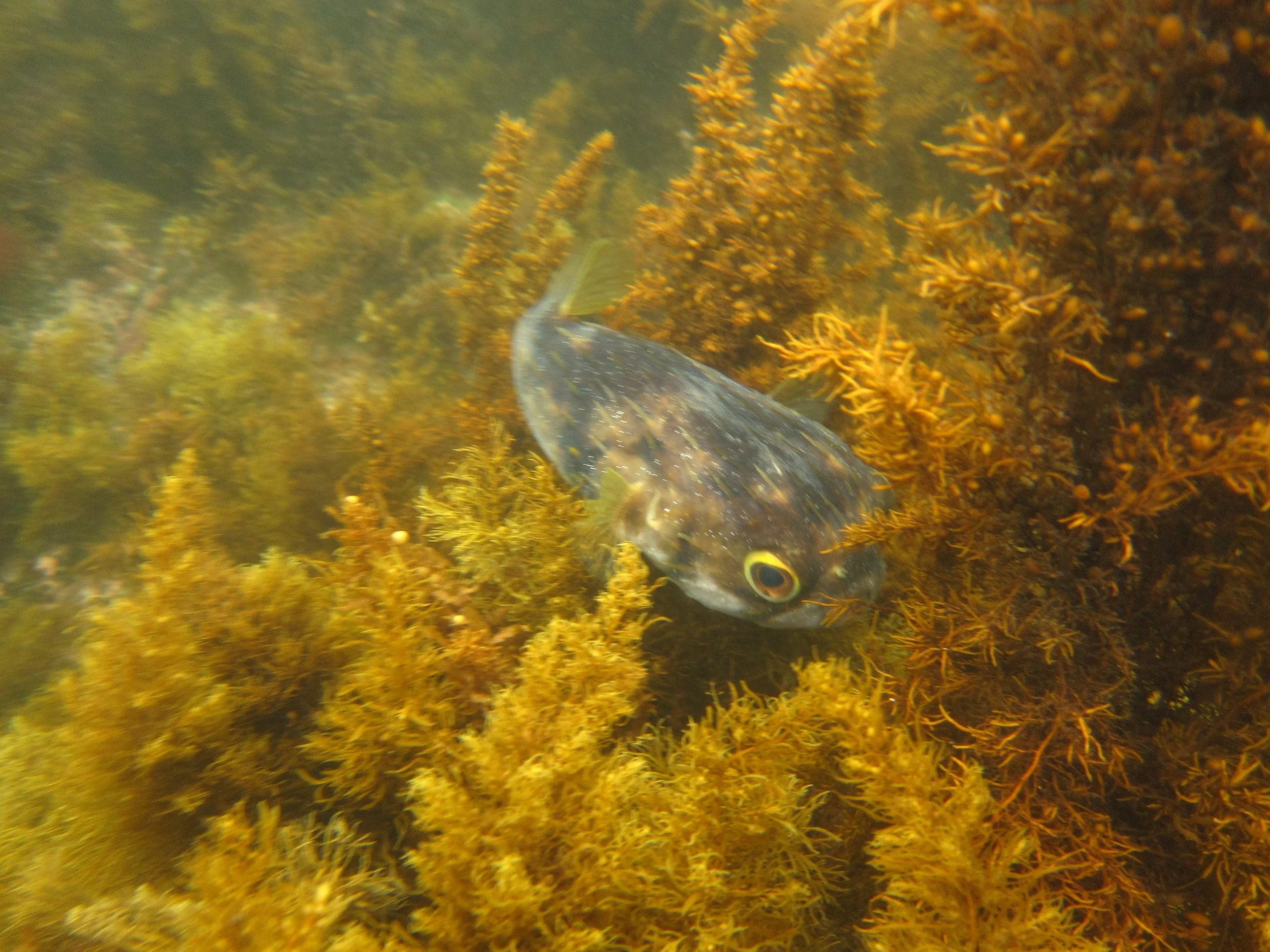 Globefish keeps a watchful eye on the photographer.JPG