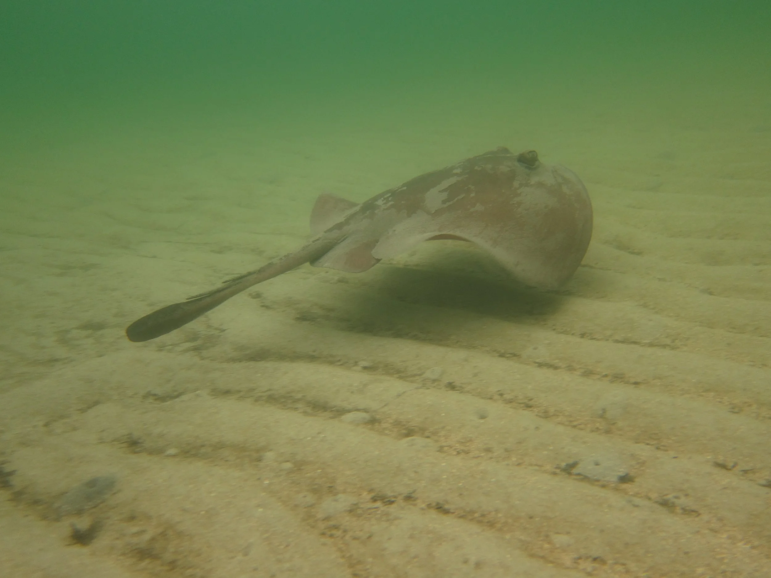 2025-12-06 Fish Count - Eastern shovelnose stingaree on the move