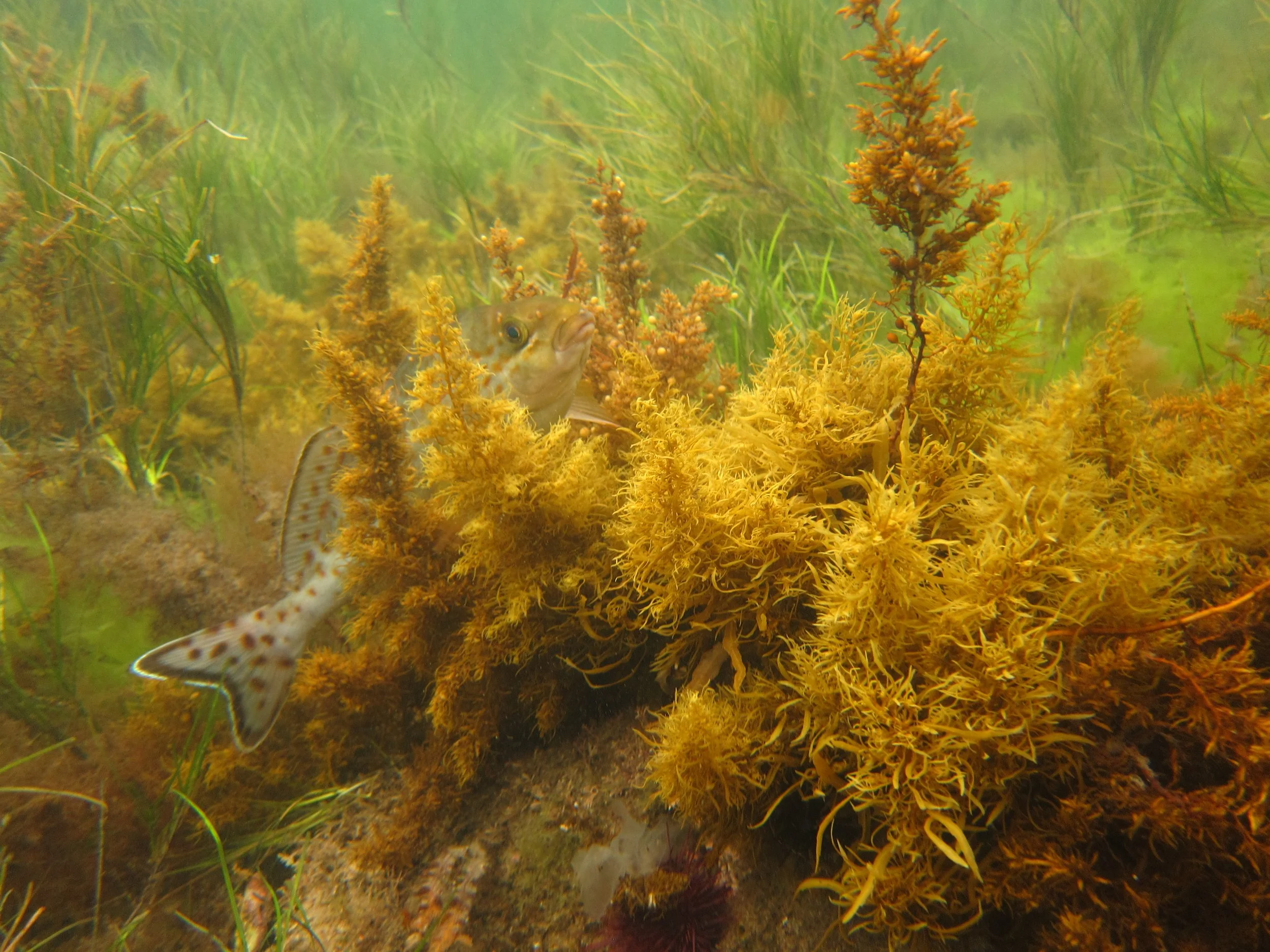 2025-12-06 Fish Count - A dusky morwong plays peekaboo amongst the Sargassum