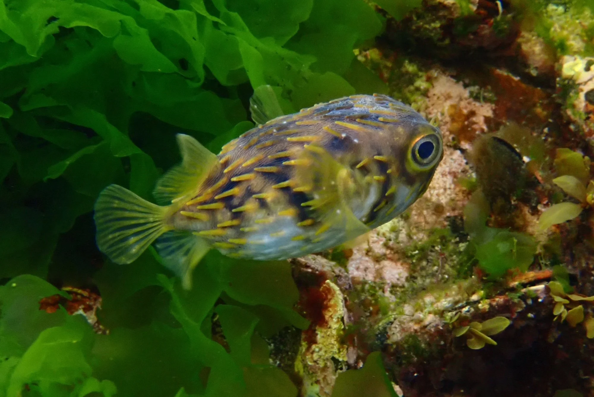 Globe fish at the Crystals.JPG