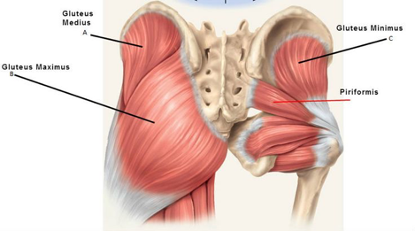 Stretch the piriformis muscle to reduce pain when running — Fit