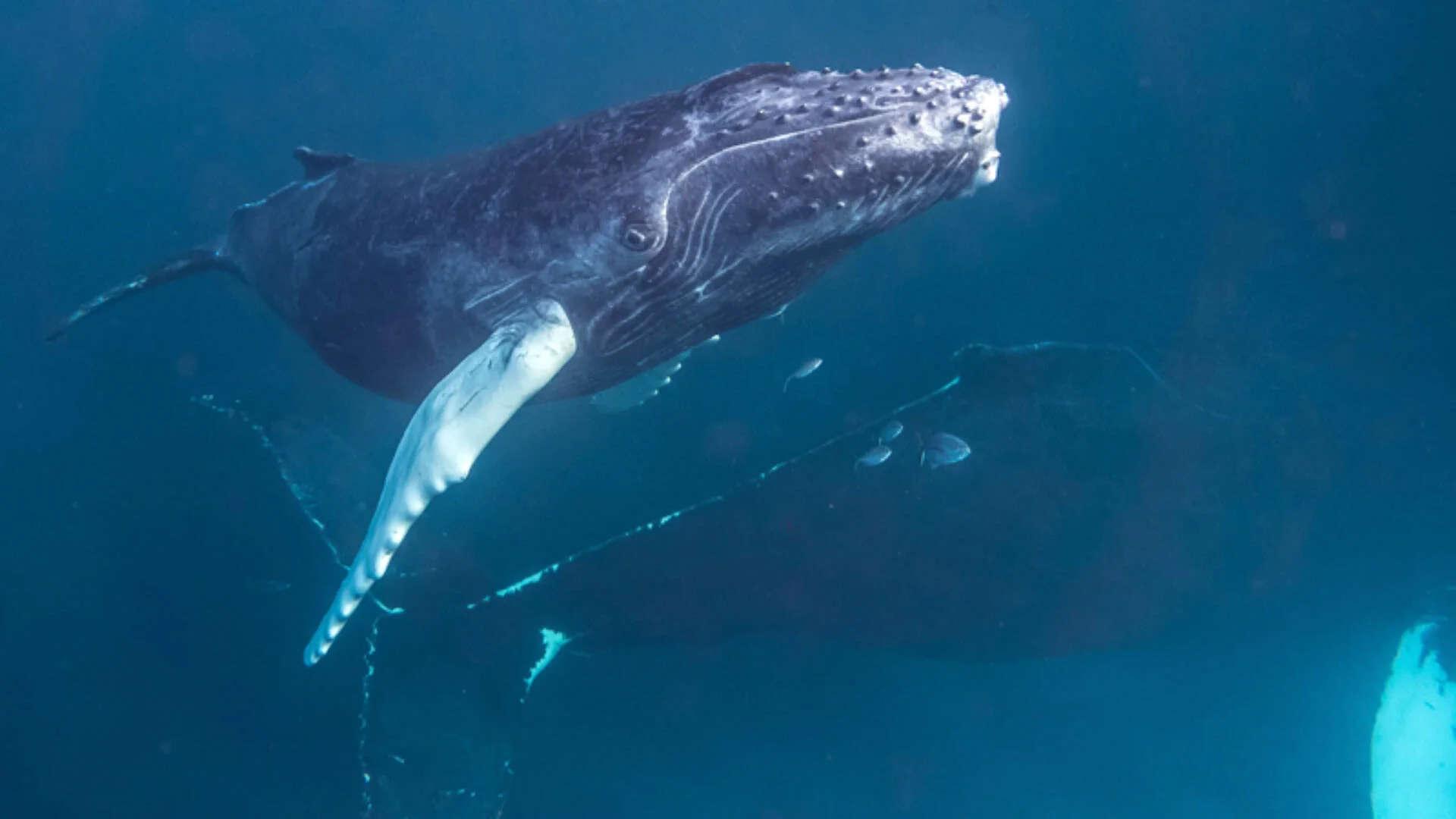 Humpback whales (Megaptera novaeangliae) in the South Bank, Dominican Republic. Christopher Michel CC BY 2.0.