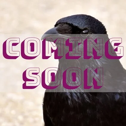 Clever Corvids (part 1)