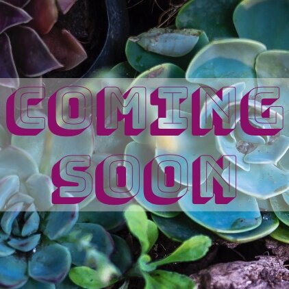 Succulents - Spread the Love