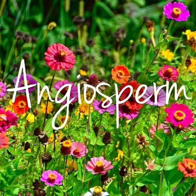 #Angiosperms are plants that produce flowers 🌸and bear their seeds in fruits 🍈 
And there are a lot of them! 
Around 300,000 species, making them the largest and most diverse group within the kingdom Plantae. 
In fact, 80% of all known living green