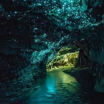 Throughout the animal kingdom are fairytale-like creatures 🧚🏼 who have the ability to twinkle and glow ✨ They do it to find love 💕, to find food 🍴and to find safety. 
Head to our website to learn more. 📷 Waitomo Glow Worm Caves, New Zealand, by 