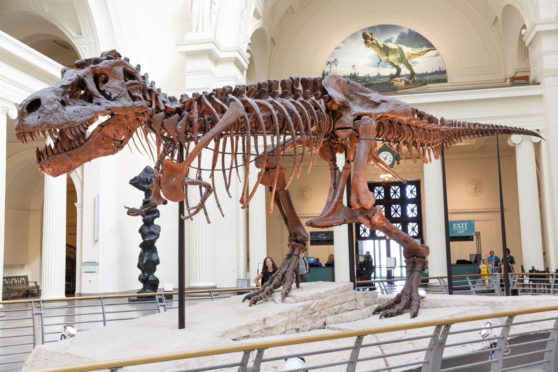 Tyrannosaurus rex skeleton called Sue in The Field Museum in Chicago. Photo by Petr Kratochvil. Used under CC0 1.0