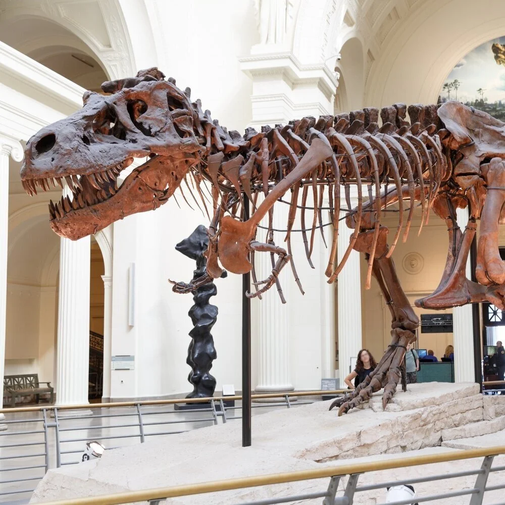 Forget Rex: Meet Tyrannosaurus Sue