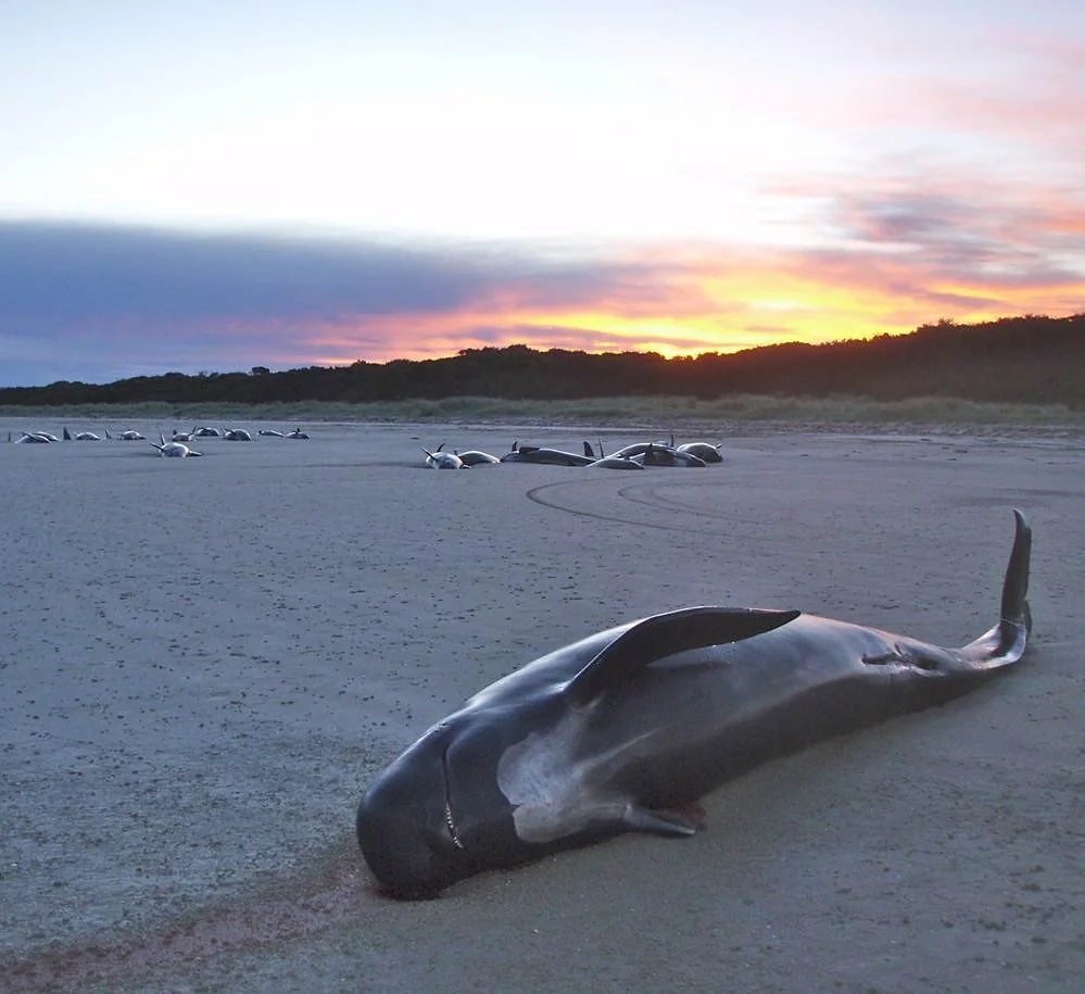 Whale Stranding