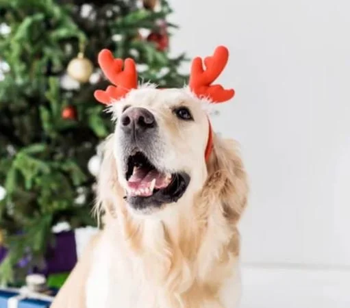 Holiday foods can be toxic to pets - a veterinarian explains which, and what to do if Rover or Kitty eats them