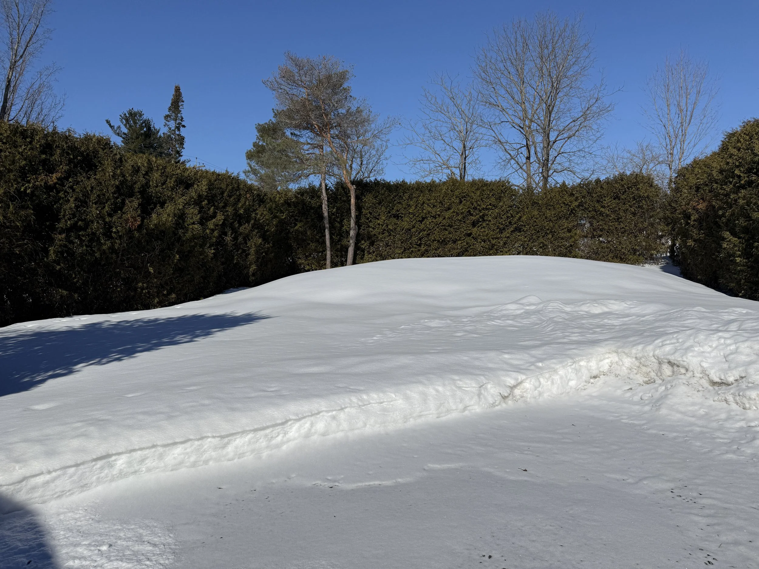 Private Backyard Framed by a Cedar Hedge