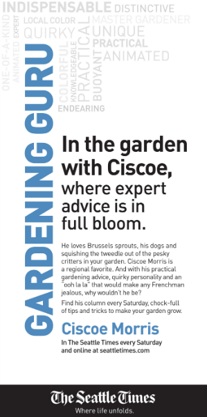 Seattle Times columnist campaign Cisco Morris.PNG