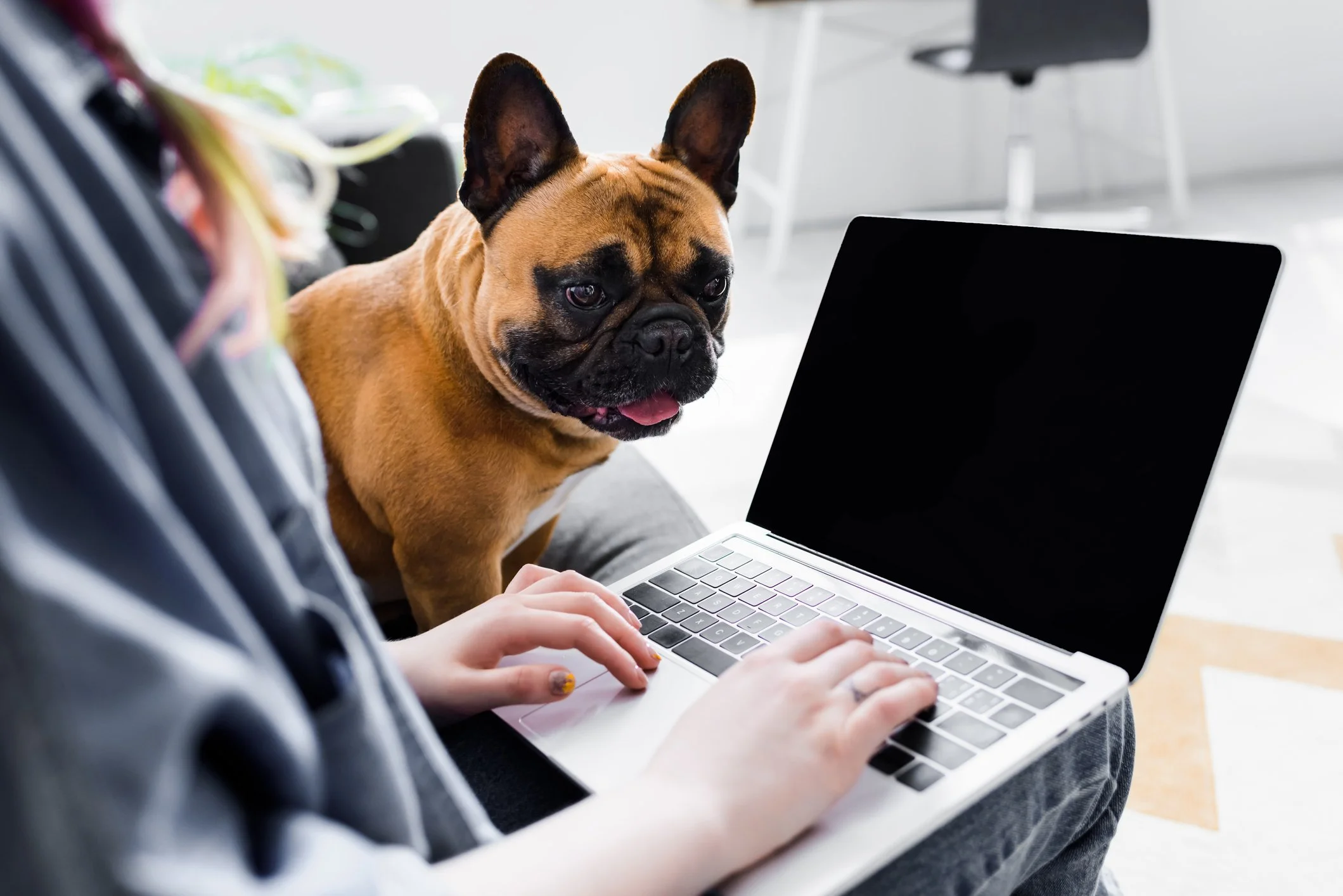 French bulldog sitting next to woman with a laptop on her lap | online therapy in North Carolina | online therapy in Maryland | online acceptance and commitment therapy
