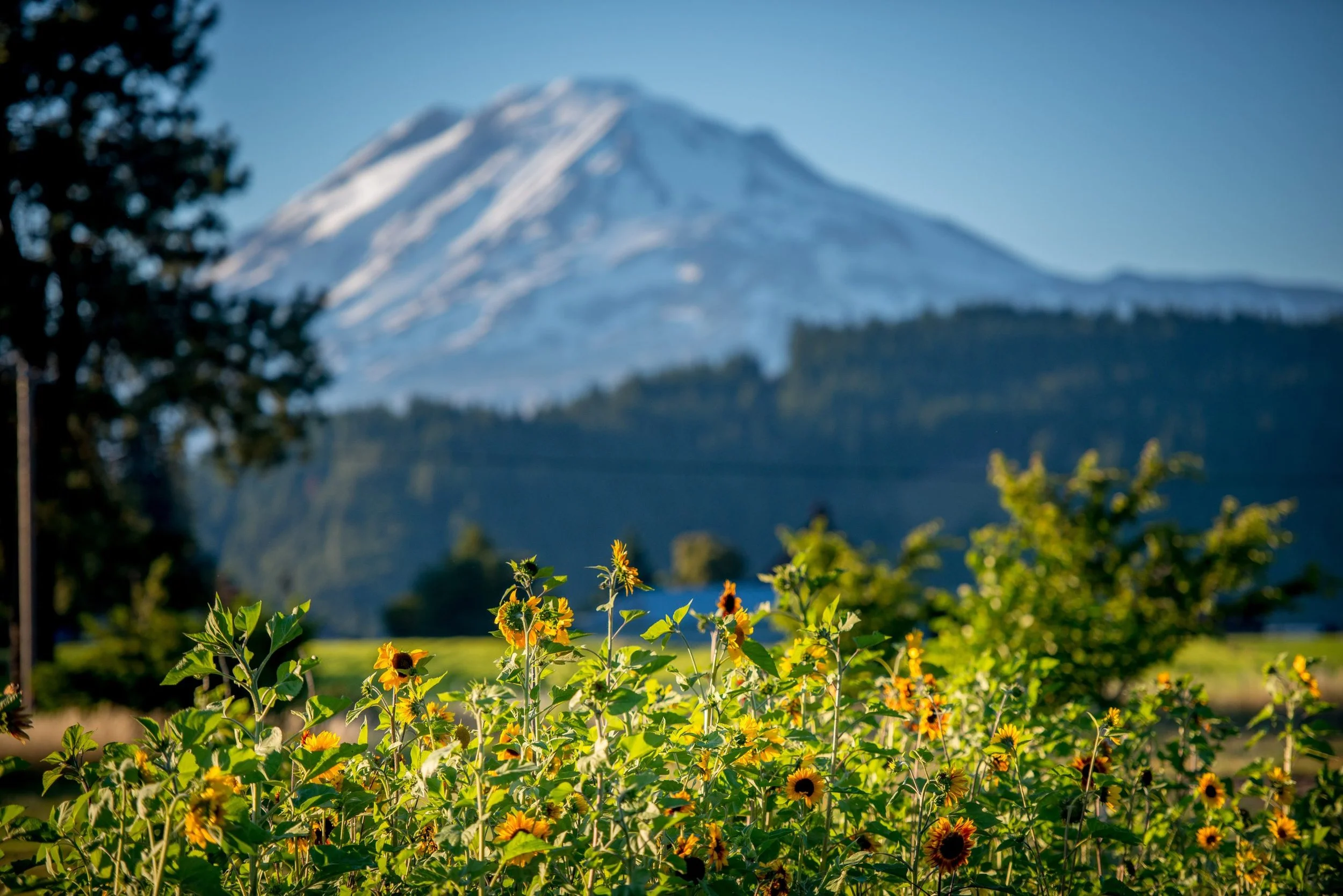 TroutLakeAbby Views.jpg