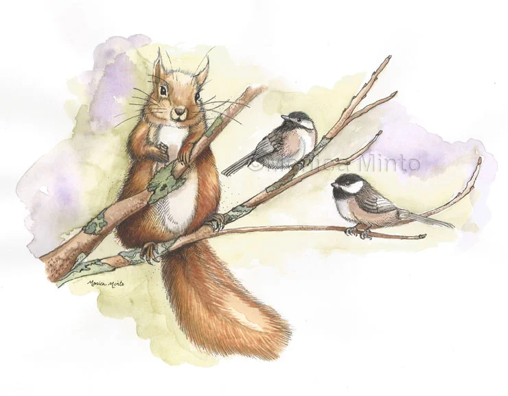 red squirrel watercolor.jpg