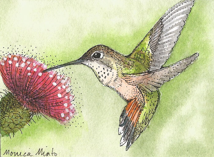 Hummer and flower ACEO.jpg