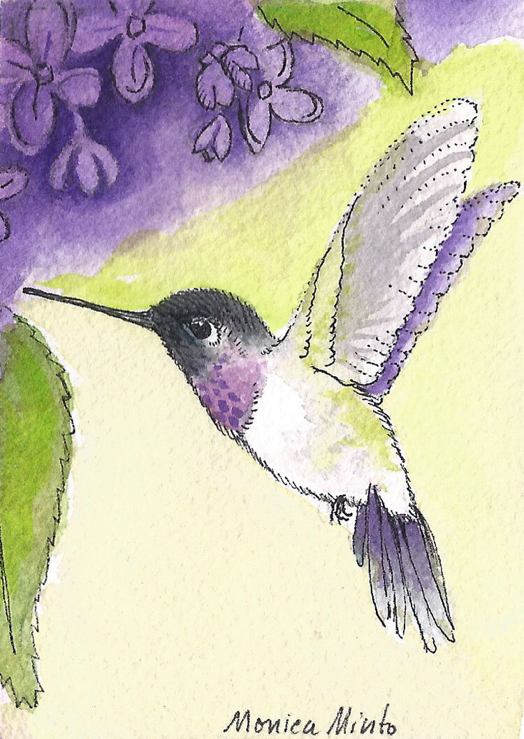 Costa hummingbird male ACEO.jpg