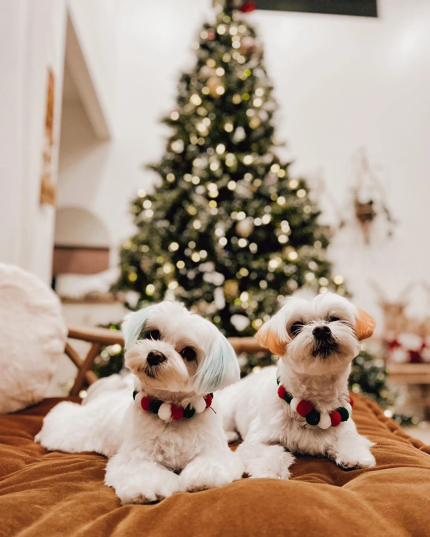 Merry Christmas, lovers ❤️