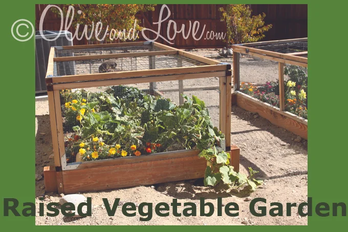 Raised Vegetable Gardens