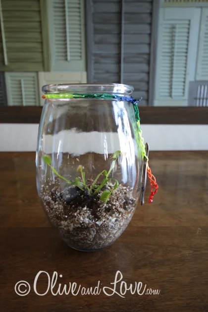 Venus Fly Trap Terrarium