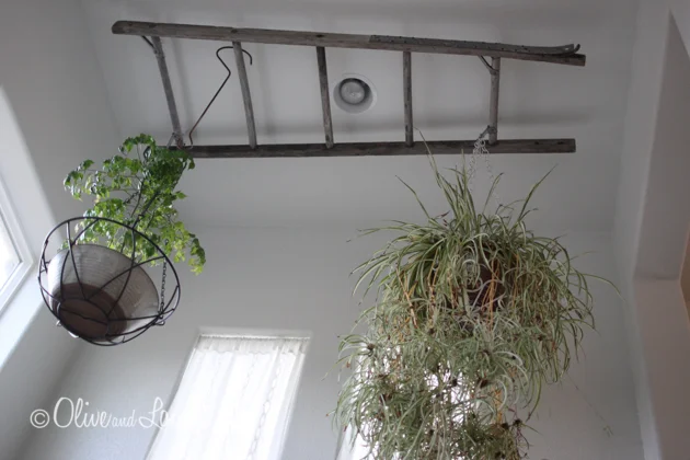 Plants Hanging from Ladder