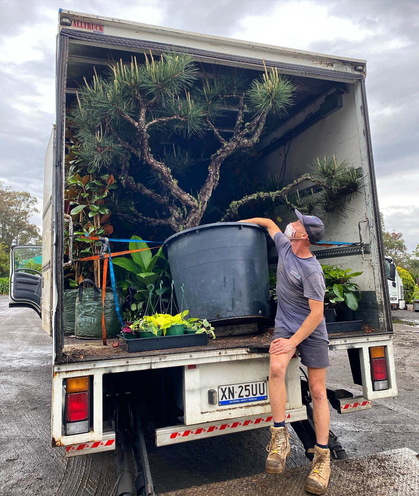 I think we need a bigger truck 🚚 30 years of growing and pruning this beautiful Pinus thunbergii 'Kyotto Nishiki'. #nishiki