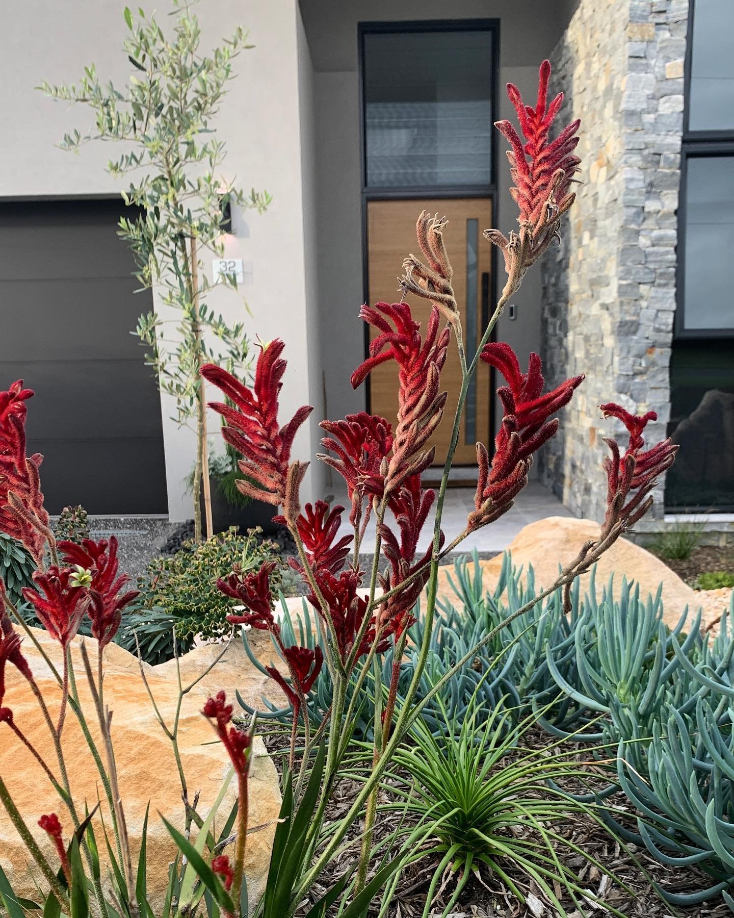 Kangaroo Paws.  A staple in the native garden