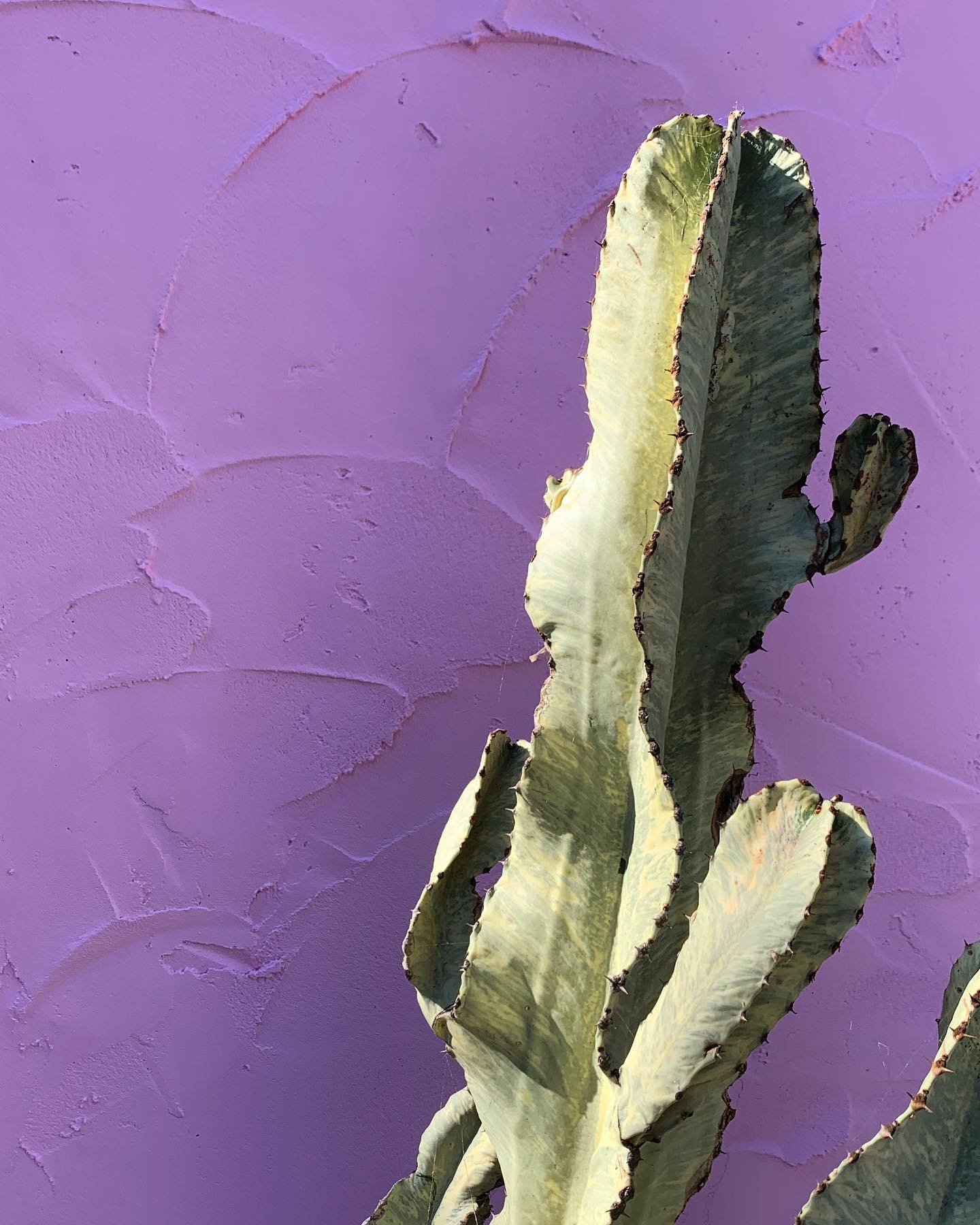 Ammak on pink on point.