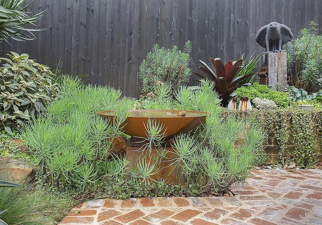 Senecio &lsquo;Ice Sticks&rsquo; cradling the water feature at our Coledale project.  #landscapedesign