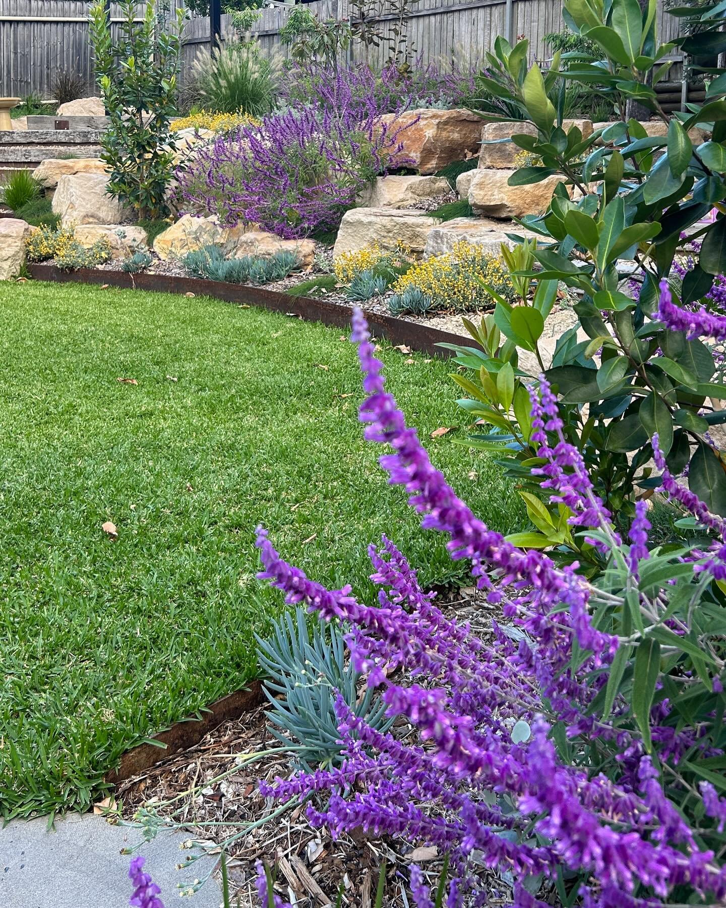 Retain with style.  Boulders are an easy way to add a touch of elegance with the right combination of planting. Featured here is salvia &lsquo;Santa Barbara&rsquo; and chysosepheaum &lsquo;dessert flame&rsquo;