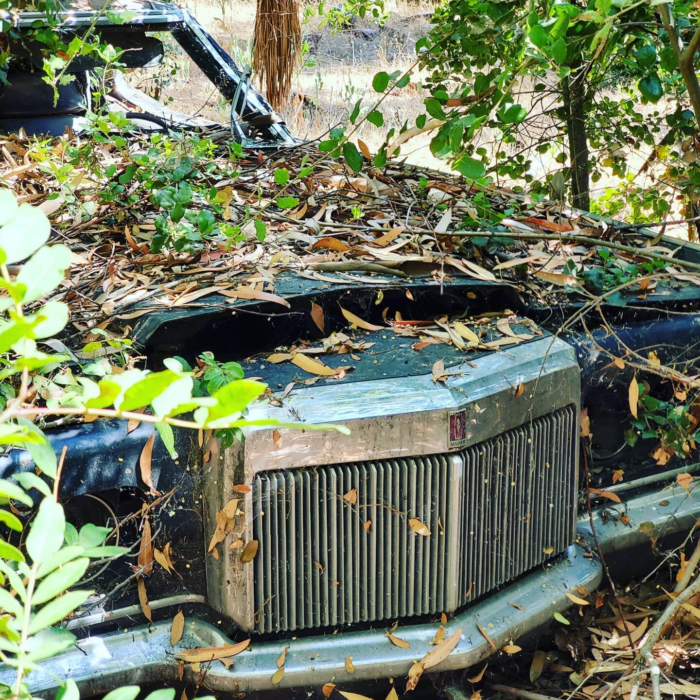 Found this classic Lincoln during a tree inventory on a big lot. This site had well over 200 trees. Took a couple visits but we managed to get it done. Make sure you have all your gear and a partner to get things moving fast when doing your tree inve