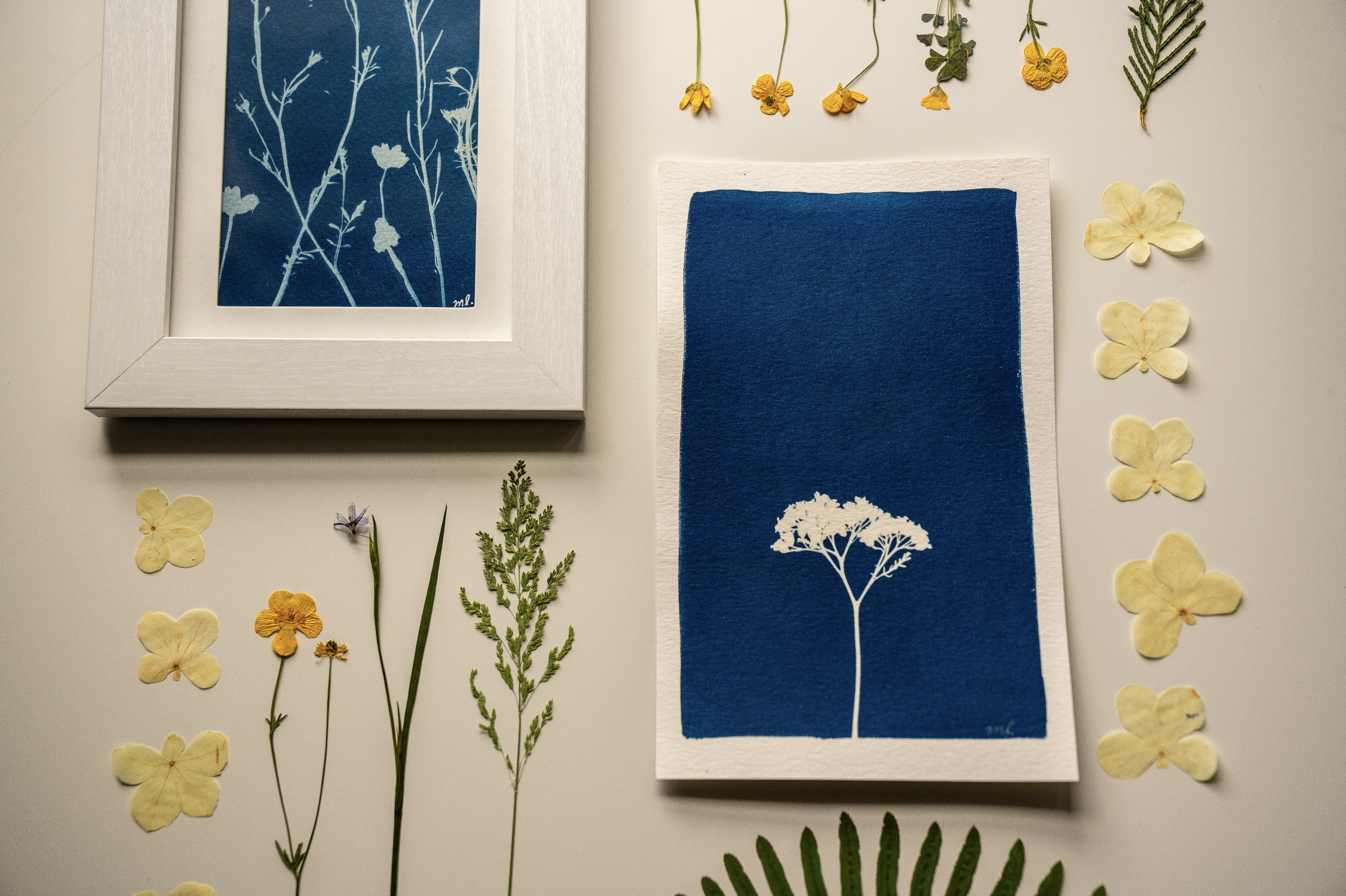 Additional Cyanotypes